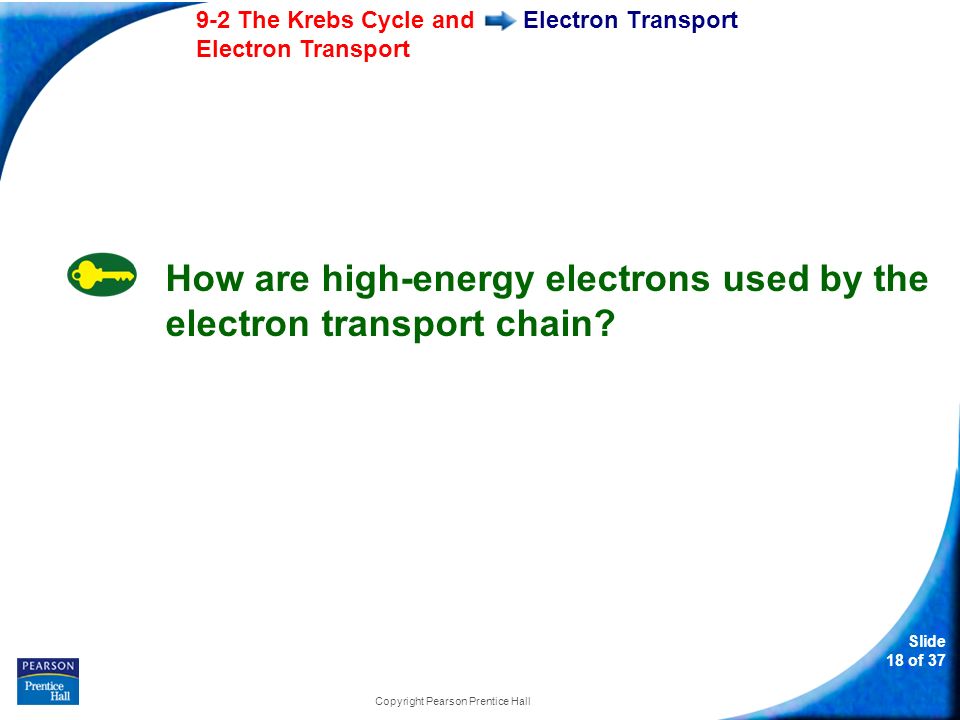 Slide 18 of The Krebs Cycle and Electron Transport Copyright Pearson Prentice Hall Electron Transport How are high-energy electrons used by the electron transport chain