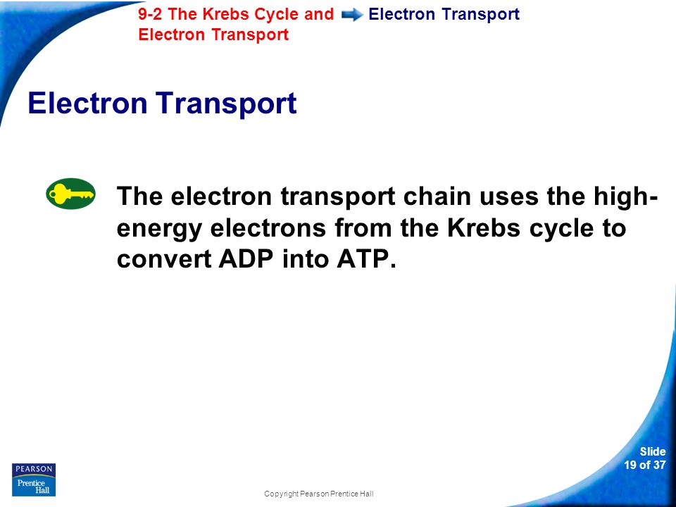 Slide 19 of The Krebs Cycle and Electron Transport Copyright Pearson Prentice Hall Electron Transport The electron transport chain uses the high- energy electrons from the Krebs cycle to convert ADP into ATP.