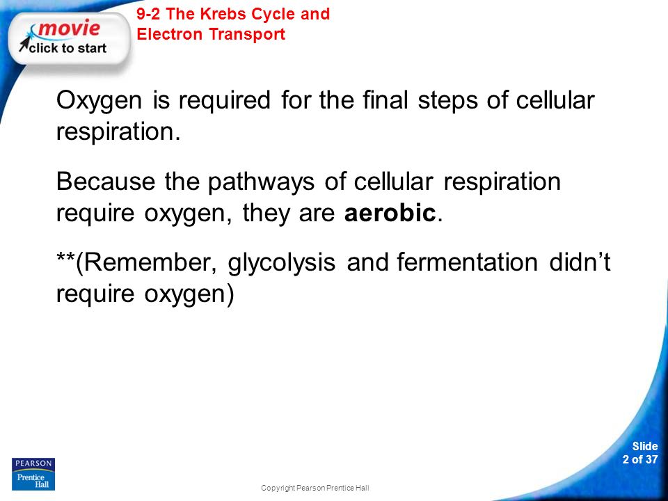 Slide 2 of The Krebs Cycle and Electron Transport Copyright Pearson Prentice Hall 9-2 The Krebs Cycle and Electron Transport Oxygen is required for the final steps of cellular respiration.