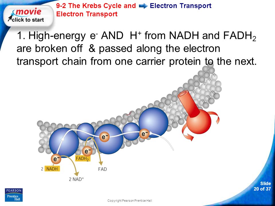 Slide 20 of The Krebs Cycle and Electron Transport Copyright Pearson Prentice Hall Electron Transport 1.