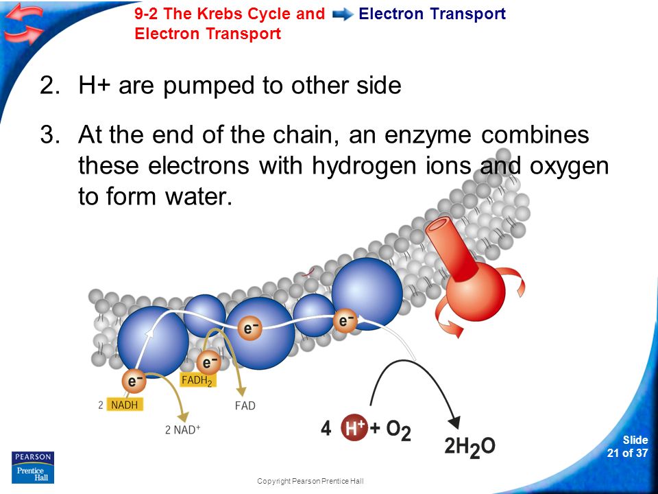 Slide 21 of The Krebs Cycle and Electron Transport Copyright Pearson Prentice Hall Electron Transport 2.H+ are pumped to other side 3.At the end of the chain, an enzyme combines these electrons with hydrogen ions and oxygen to form water.