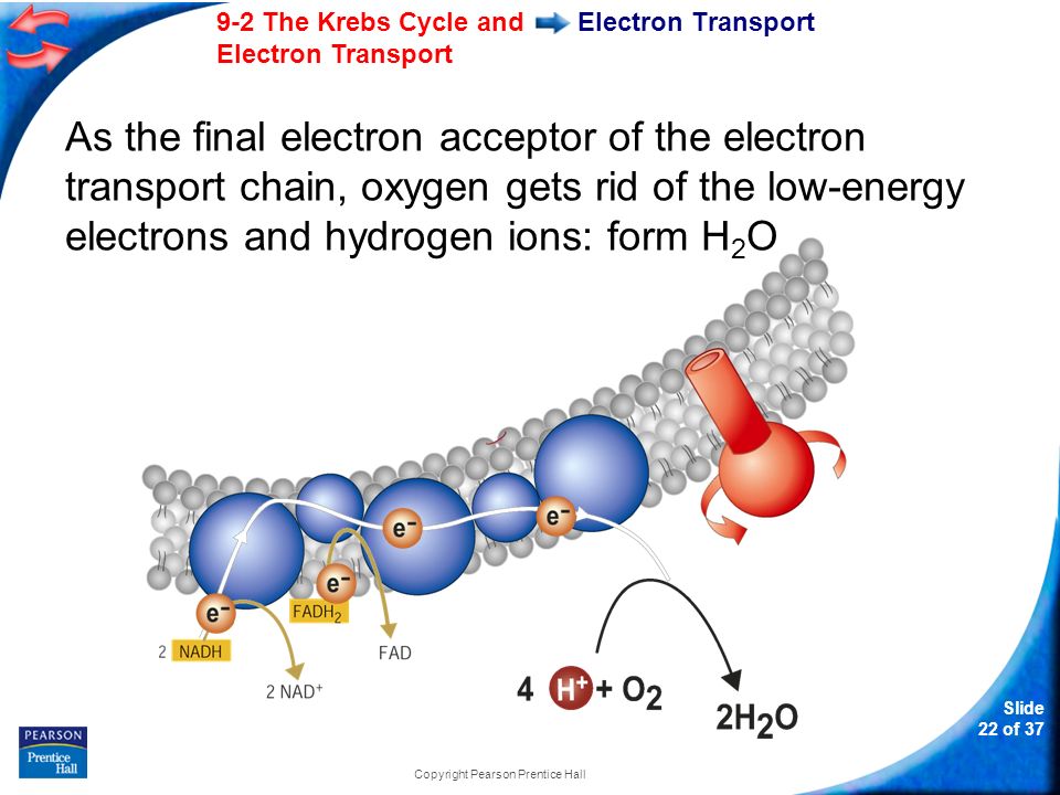 Slide 22 of The Krebs Cycle and Electron Transport Copyright Pearson Prentice Hall Electron Transport As the final electron acceptor of the electron transport chain, oxygen gets rid of the low-energy electrons and hydrogen ions: form H 2 O