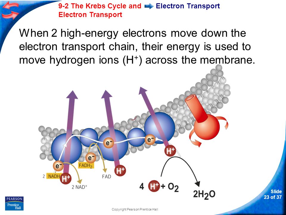 Slide 23 of The Krebs Cycle and Electron Transport Copyright Pearson Prentice Hall Electron Transport When 2 high-energy electrons move down the electron transport chain, their energy is used to move hydrogen ions (H + ) across the membrane.