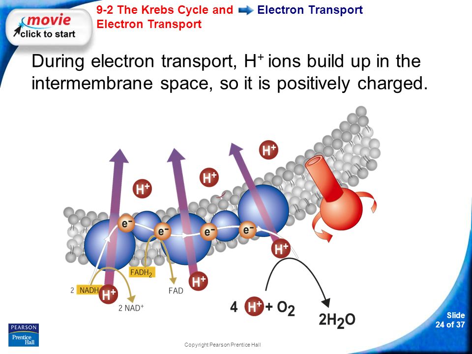 Slide 24 of The Krebs Cycle and Electron Transport Copyright Pearson Prentice Hall Electron Transport During electron transport, H + ions build up in the intermembrane space, so it is positively charged.