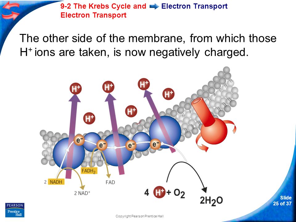 Slide 25 of The Krebs Cycle and Electron Transport Copyright Pearson Prentice Hall Electron Transport The other side of the membrane, from which those H + ions are taken, is now negatively charged.