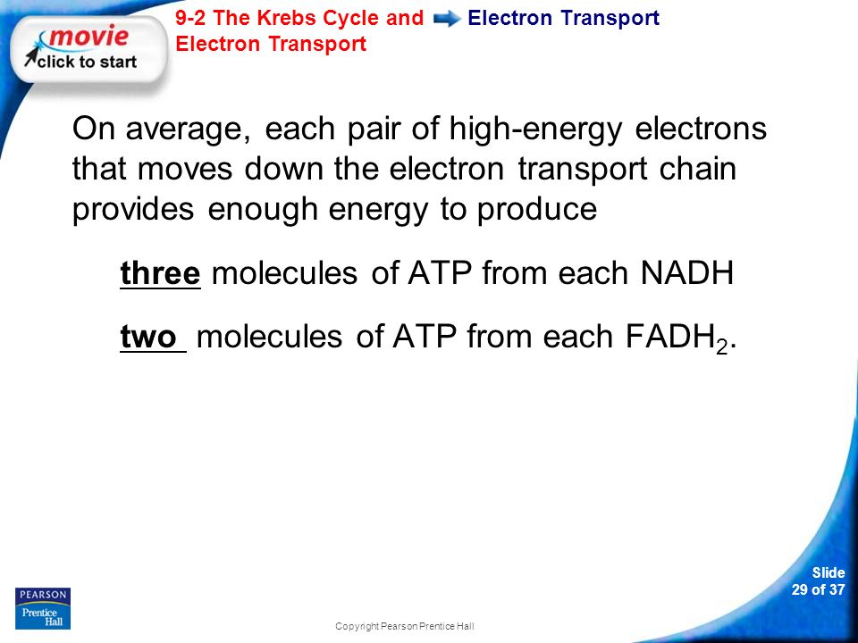 Slide 29 of The Krebs Cycle and Electron Transport Copyright Pearson Prentice Hall Electron Transport On average, each pair of high-energy electrons that moves down the electron transport chain provides enough energy to produce three molecules of ATP from each NADH two molecules of ATP from each FADH 2.