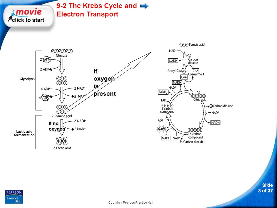 Slide 3 of The Krebs Cycle and Electron Transport Copyright Pearson Prentice Hall If oxygen is present If no oxygen