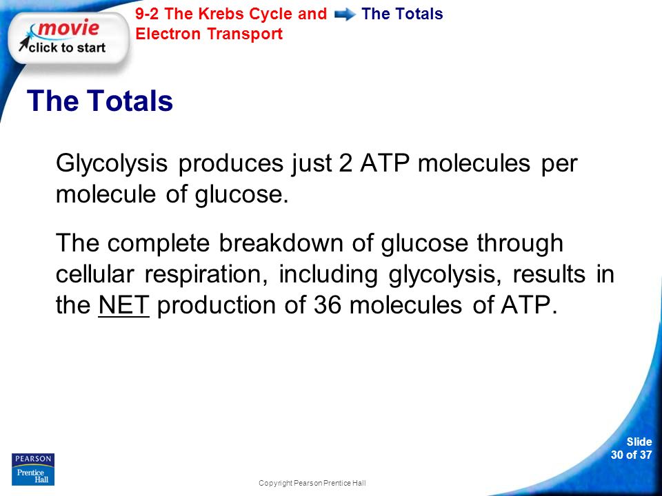 Slide 30 of The Krebs Cycle and Electron Transport Copyright Pearson Prentice Hall The Totals Glycolysis produces just 2 ATP molecules per molecule of glucose.