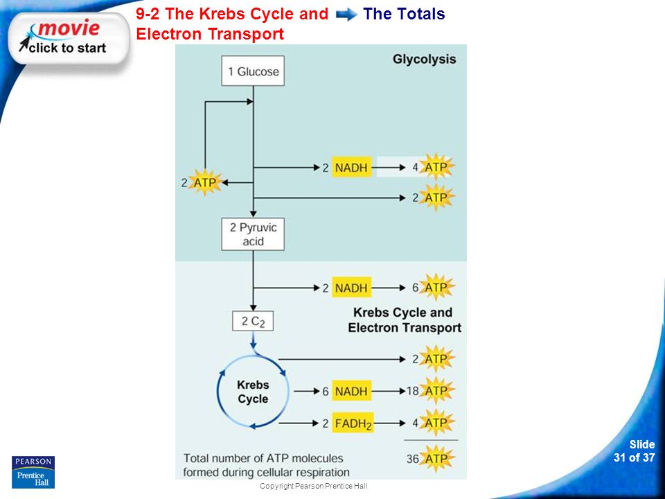 Slide 31 of The Krebs Cycle and Electron Transport Copyright Pearson Prentice Hall The Totals