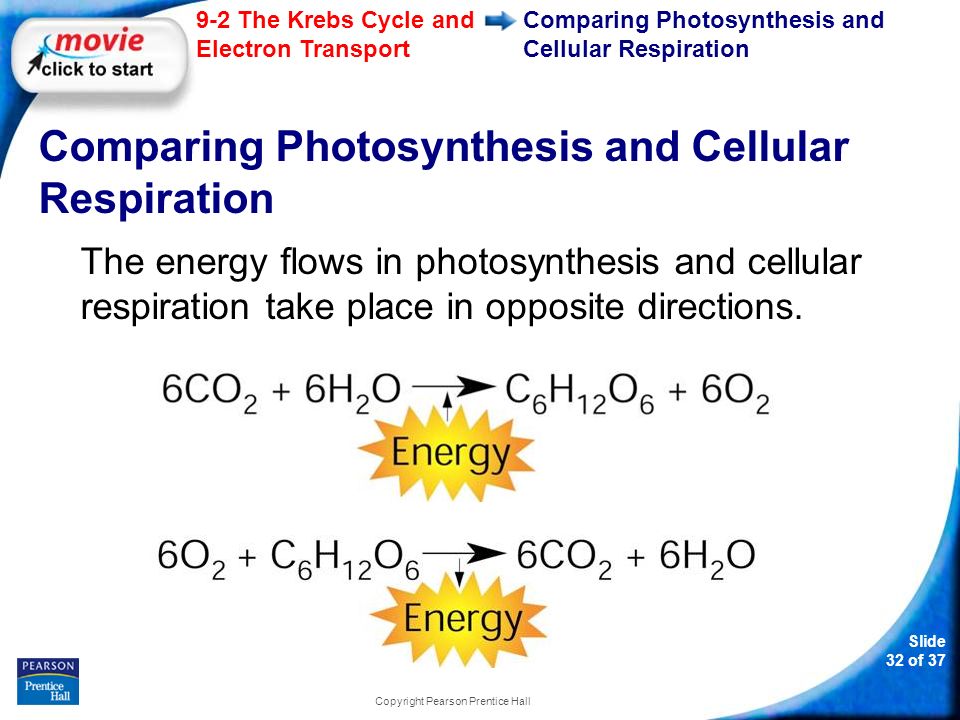 Slide 32 of The Krebs Cycle and Electron Transport Copyright Pearson Prentice Hall Comparing Photosynthesis and Cellular Respiration The energy flows in photosynthesis and cellular respiration take place in opposite directions.