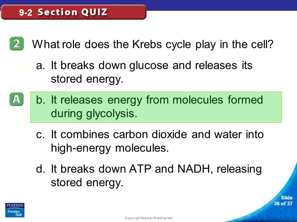 Slide 36 of 37 Copyright Pearson Prentice Hall 9-2 What role does the Krebs cycle play in the cell.