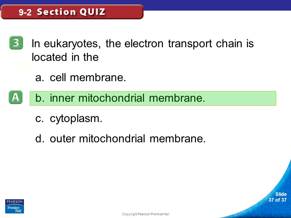 Slide 37 of 37 Copyright Pearson Prentice Hall 9-2 In eukaryotes, the electron transport chain is located in the a.cell membrane.