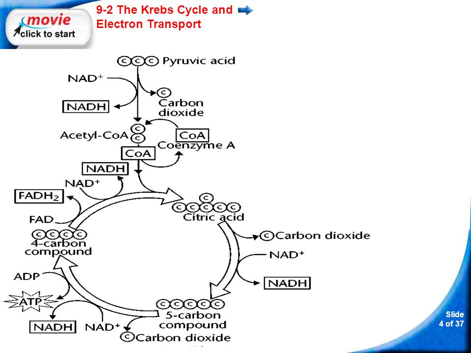 Slide 4 of The Krebs Cycle and Electron Transport Copyright Pearson Prentice Hall