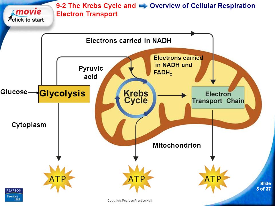 Slide 5 of The Krebs Cycle and Electron Transport Copyright Pearson Prentice Hall Overview of Cellular Respiration Cytoplasm Pyruvic acid Mitochondrion Electrons carried in NADH Electrons carried in NADH and FADH 2 Glucose Glycolysis