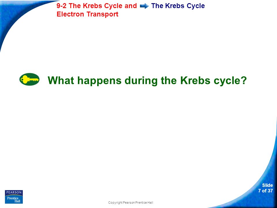 Slide 7 of The Krebs Cycle and Electron Transport Copyright Pearson Prentice Hall The Krebs Cycle What happens during the Krebs cycle