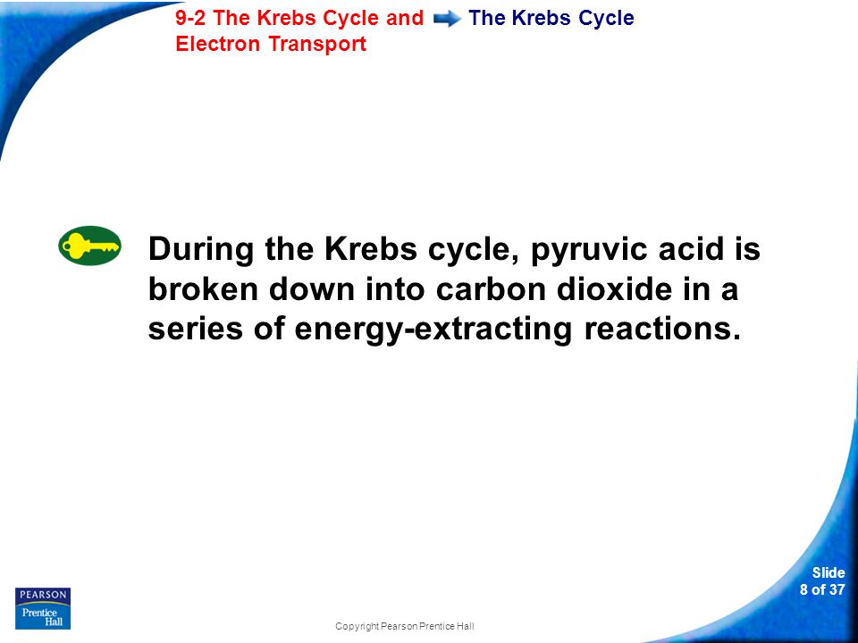 Slide 8 of The Krebs Cycle and Electron Transport Copyright Pearson Prentice Hall The Krebs Cycle During the Krebs cycle, pyruvic acid is broken down into carbon dioxide in a series of energy-extracting reactions.