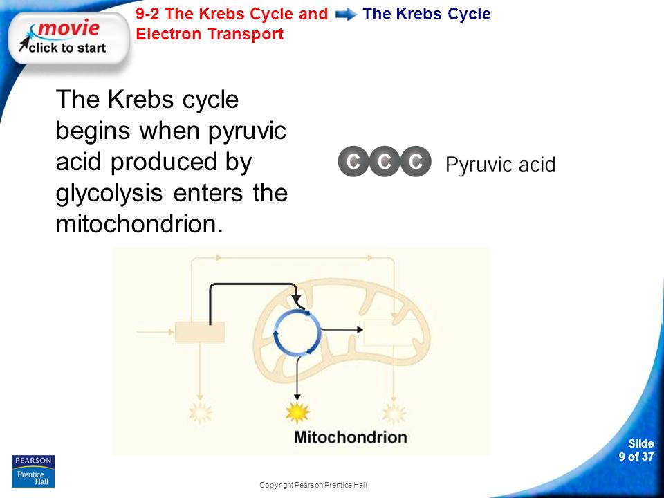 Slide 9 of The Krebs Cycle and Electron Transport Copyright Pearson Prentice Hall The Krebs Cycle The Krebs cycle begins when pyruvic acid produced by glycolysis enters the mitochondrion.