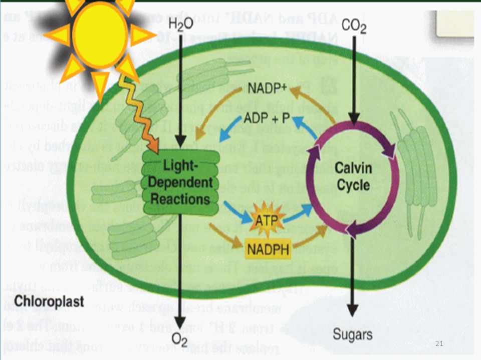 В световую фазу фотосинтеза происходит синтез