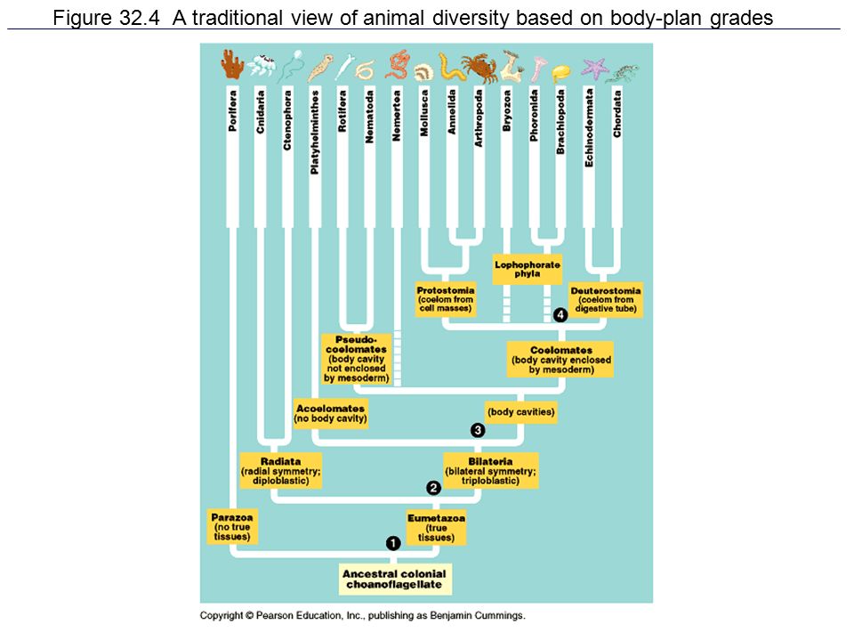 Animal Diversity. Fig Animal Diversity (Ch. 32) Characteristics Animal body  plans The tree of animals We are here: multicellular, heterotrophic. - ppt  download