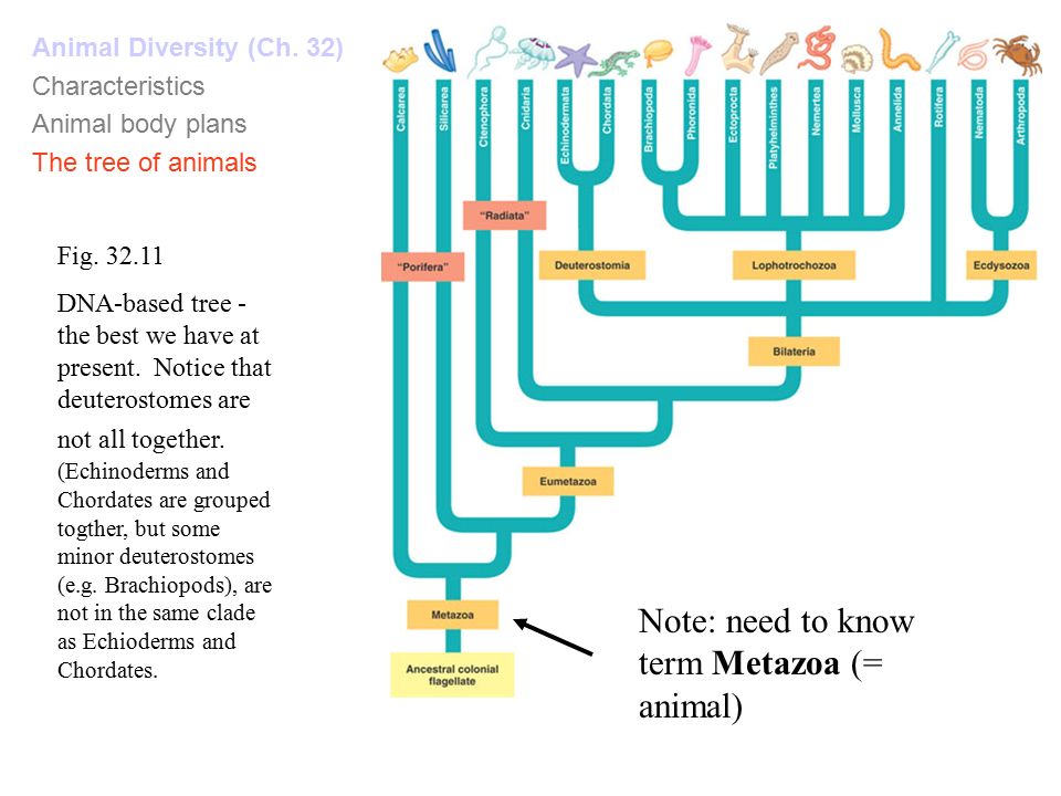 Animal Diversity. Fig Animal Diversity (Ch. 32) Characteristics Animal body  plans The tree of animals We are here: multicellular, heterotrophic. - ppt  download