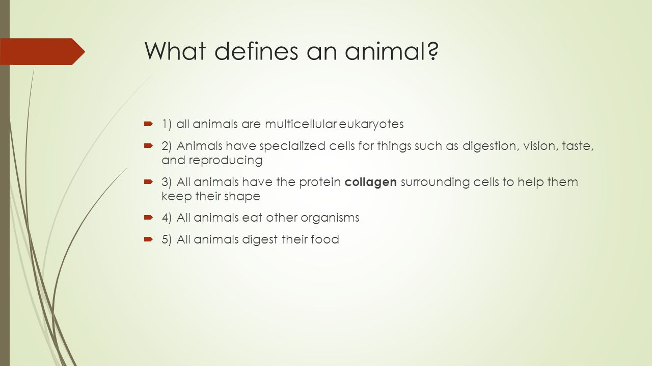 The Animal Kingdom What characteristics do all animals share? How are  animals classified? “See ya Later! - ppt download
