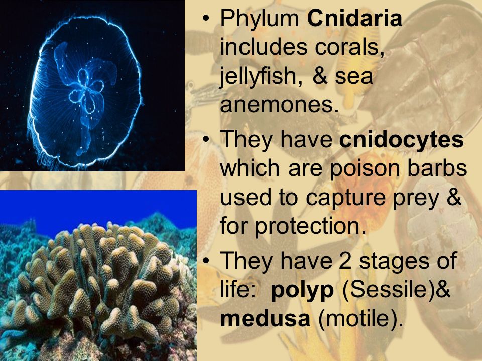 Characteristics of Living Things Able to maintain homeostasis Composed ...