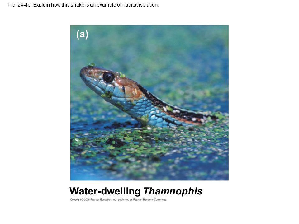 Fig. 24-4c Explain how this snake is an example of habitat isolation. (a) Water-dwelling Thamnophis