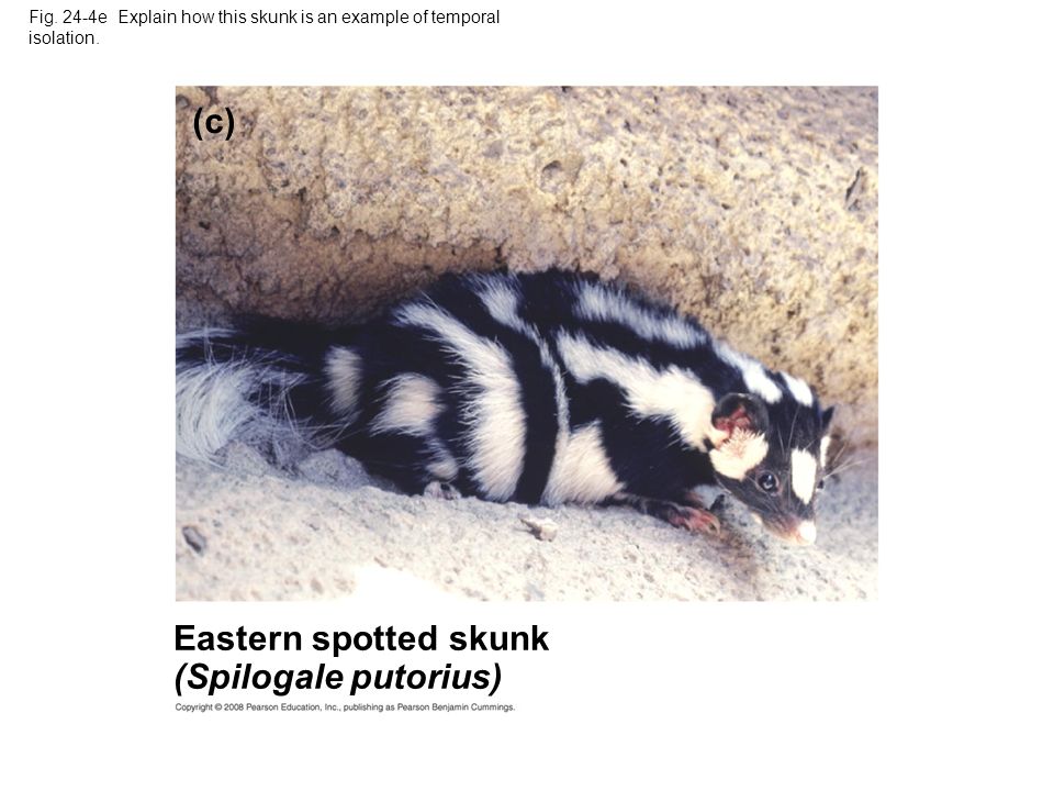 Fig. 24-4e Explain how this skunk is an example of temporal isolation.