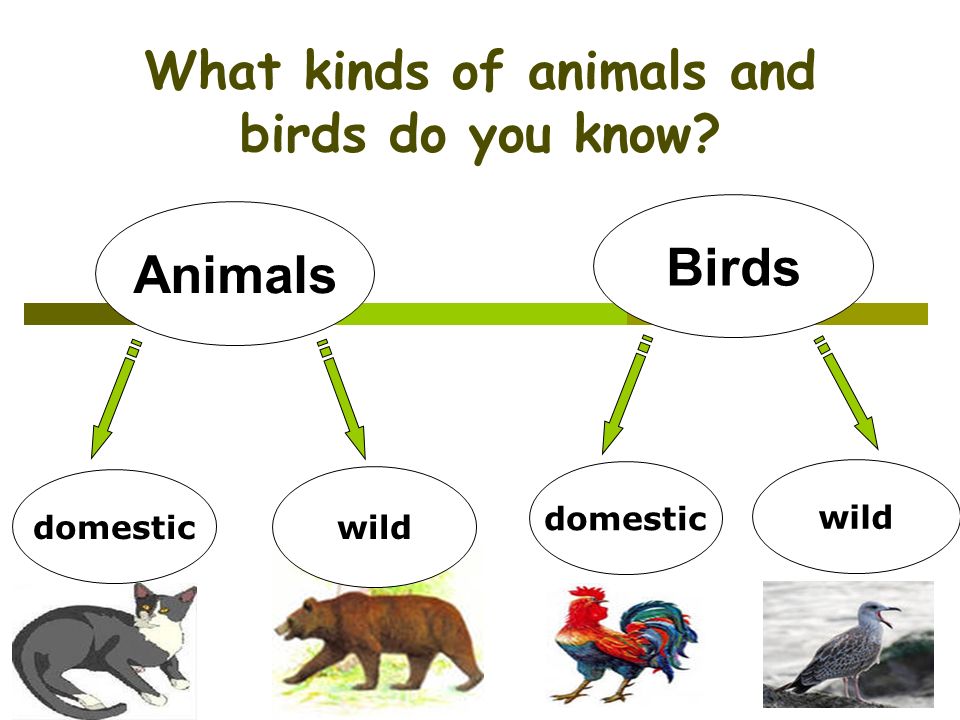 Презентация на тему animals. Английский язык уроки по теме animals. Животные can. Animals открытый урок.