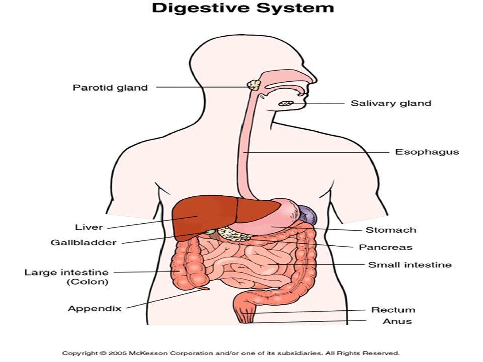 Digestive System Animated Introduction. The Digestive System Structures The digestive  system includes: –Mouth –Pharynx –Esophagus –Stomach –Small intestine. -  ppt download