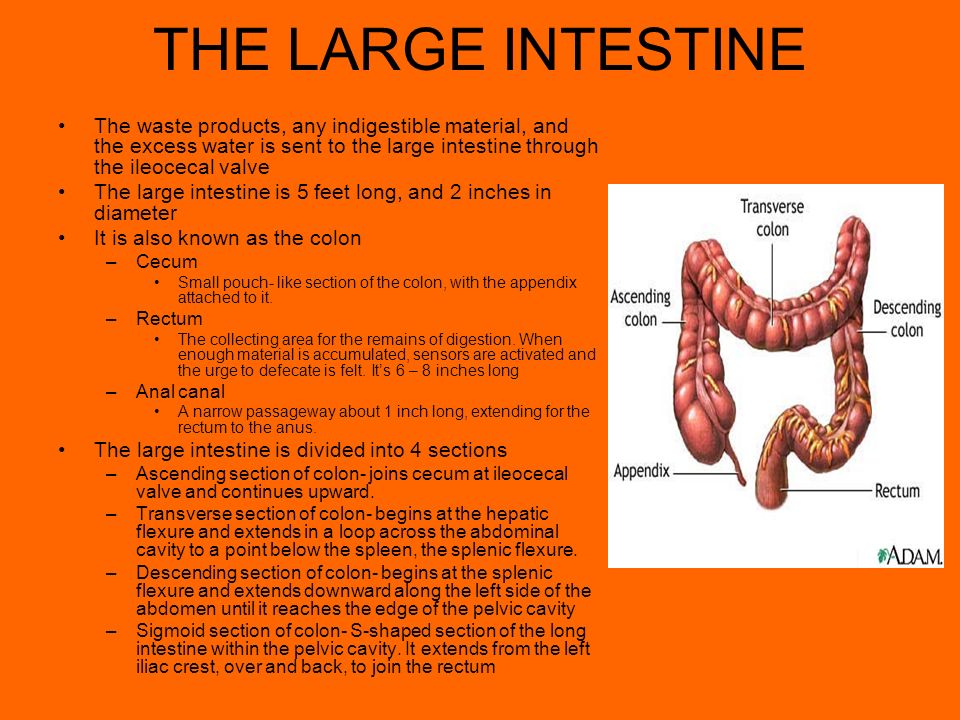THE LARGE INTESTINE The waste products, any indigestible material, and the excess water is sent to the large intestine through the ileocecal valve The large intestine is 5 feet long, and 2 inches in diameter It is also known as the colon –Cecum Small pouch- like section of the colon, with the appendix attached to it.
