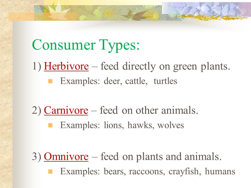 Consumer Types: 1) Herbivore – feed directly on green plants.