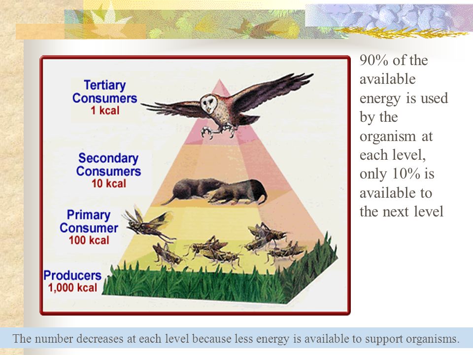 90% of the available energy is used by the organism at each level, only 10% is available to the next level The number decreases at each level because less energy is available to support organisms.