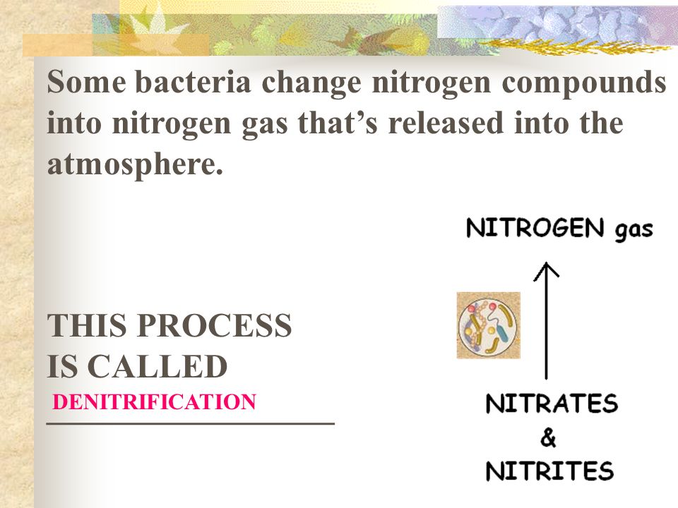 Some bacteria change nitrogen compounds into nitrogen gas that’s released into the atmosphere.