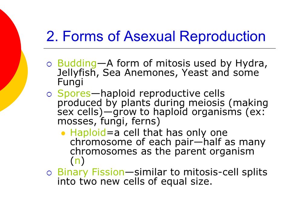 Why is mitosis a form of asexual reproduction images 384