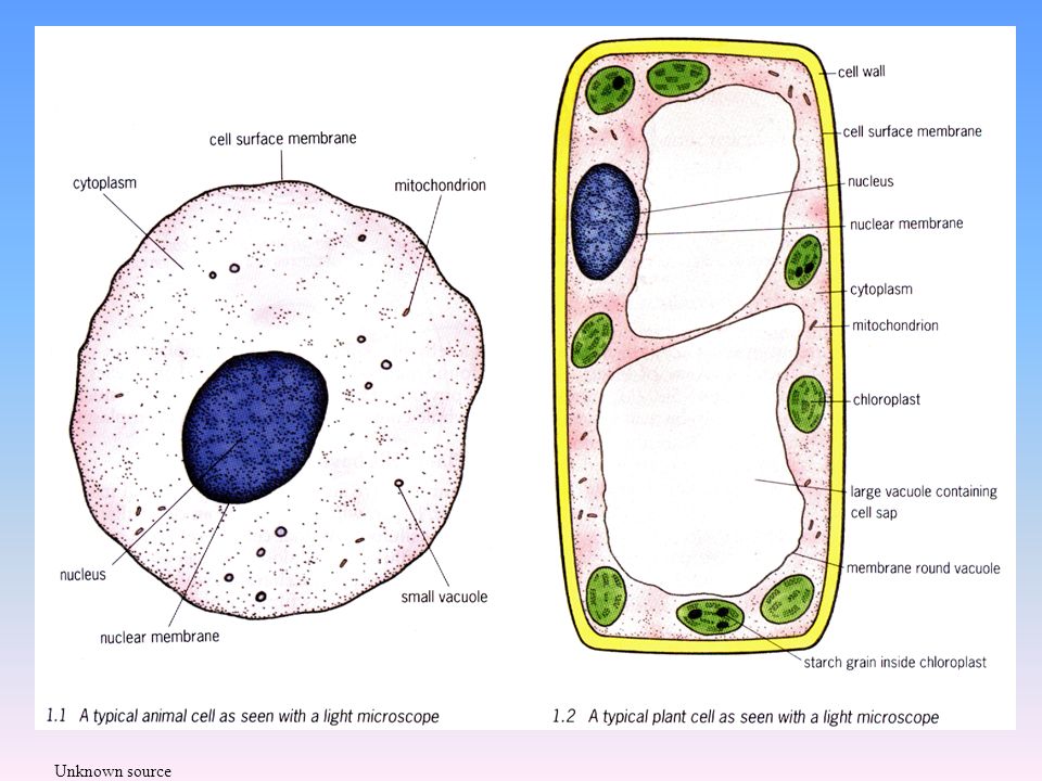At the end of the lesson, pupils will be able to:  draw and name the parts  of a typical animal cell.  draw and name the parts of a typical plant