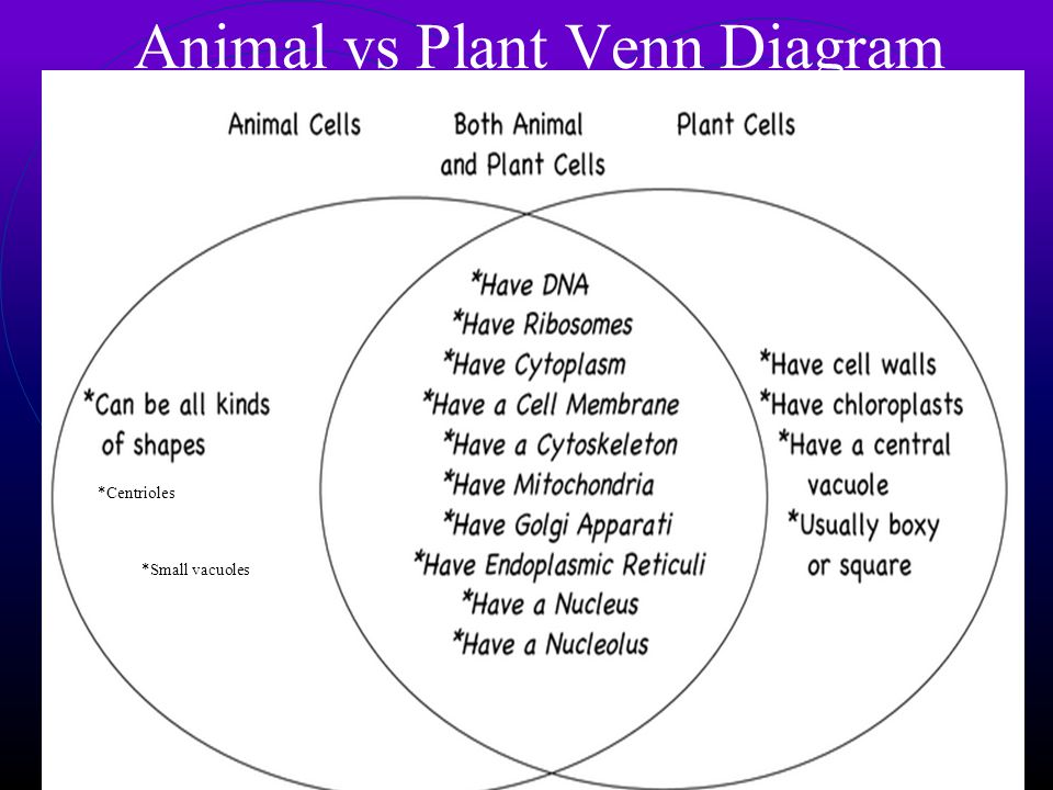 Animal vs. Plant cell Venn Diagram Draw a double Venn diagram and compare  and contrast animal vs plant cells including: Cell membrane, cell wall,  cytoskeleton, - ppt download
