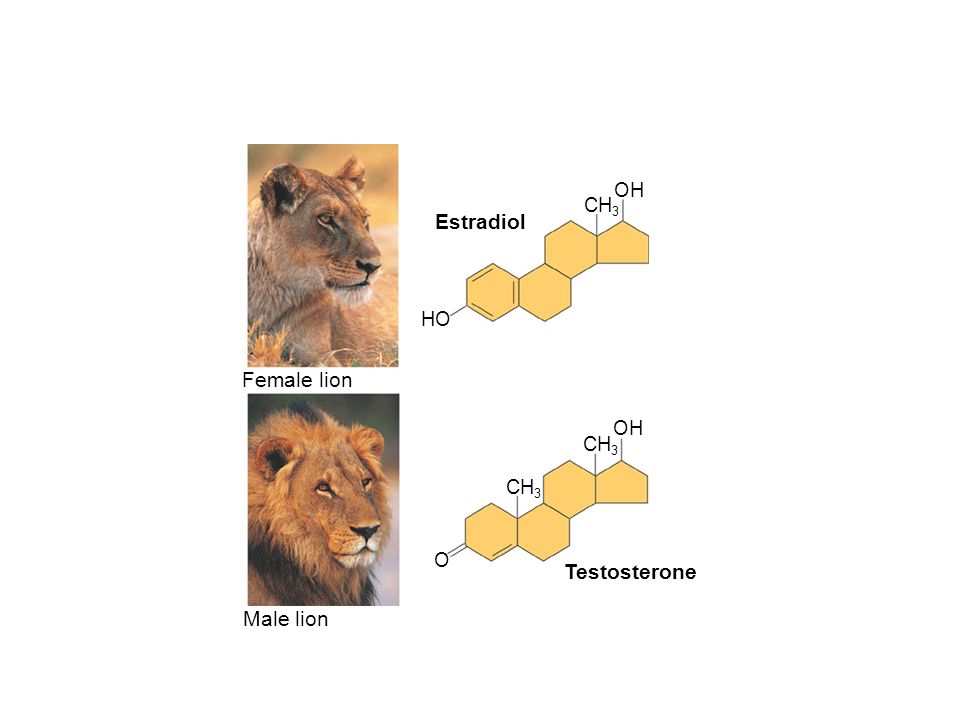 Image result for picture of testosterone and the lion