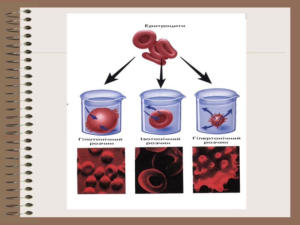 Возрастные изменения крови. Реологические свойства крови. Реологические параметры крови. Изменение реологии крови. Суспензионные свойства крови.