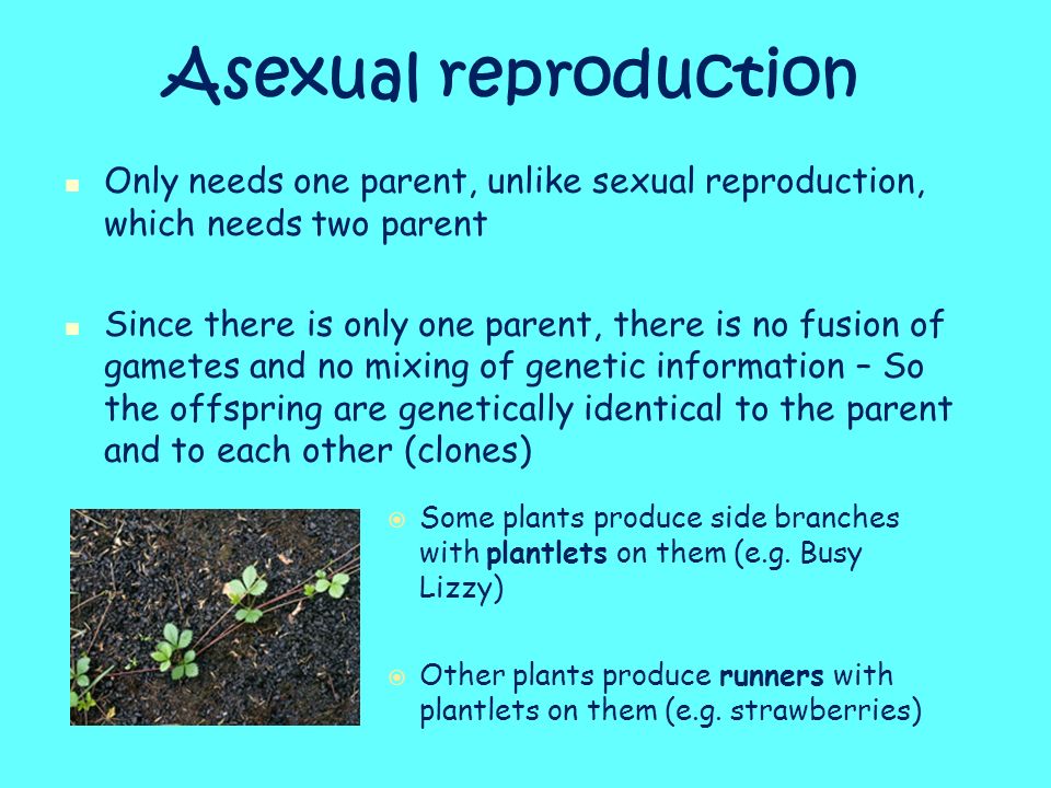 Asexual reproduction Only needs one parent, unlike sexual reproduction, which needs two parent Since there is only one parent, there is no fusion of gametes and no mixing of genetic information – So the offspring are genetically identical to the parent and to each other (clones)  Some plants produce side branches with plantlets on them (e.g.