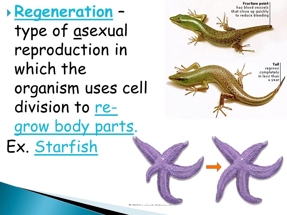 what is regeneration in asexual reproduction