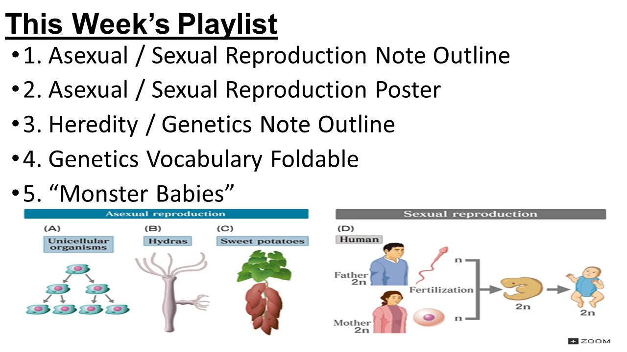 This Week’s Playlist 1. Asexual / Sexual Reproduction Note Outline 2.