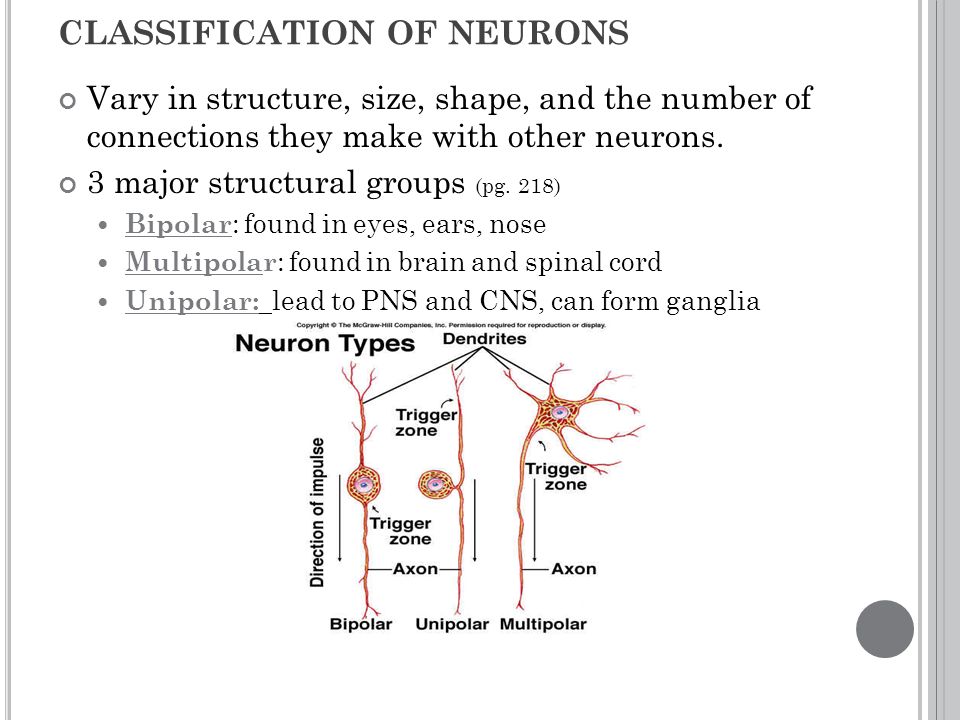 CLASSIFICATION OF NEURONS Vary in structure, size, shape, and the number of connections they make with other neurons.