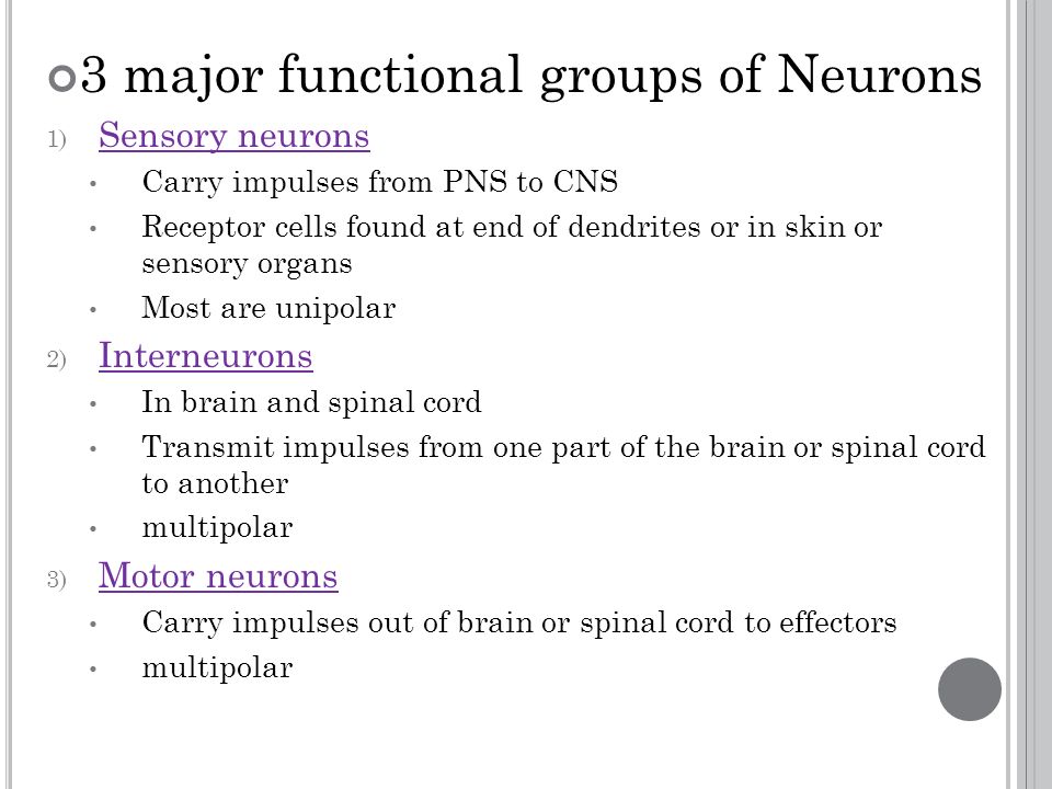 3 major functional groups of Neurons 1) Sensory neurons Carry impulses from PNS to CNS Receptor cells found at end of dendrites or in skin or sensory organs Most are unipolar 2) Interneurons In brain and spinal cord Transmit impulses from one part of the brain or spinal cord to another multipolar 3) Motor neurons Carry impulses out of brain or spinal cord to effectors multipolar