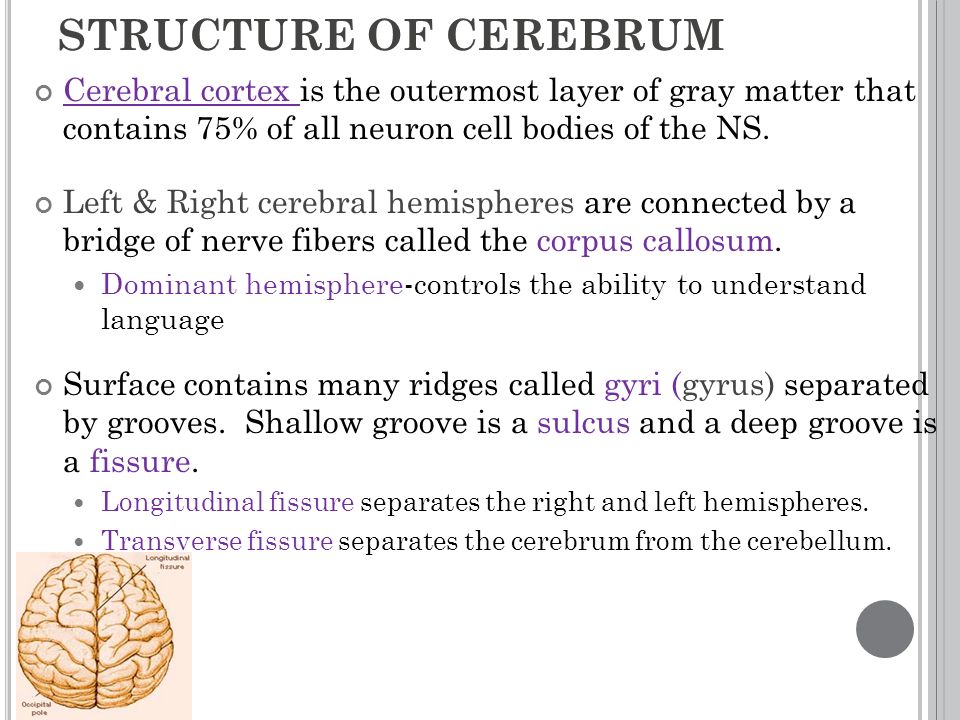 STRUCTURE OF CEREBRUM Cerebral cortex is the outermost layer of gray matter that contains 75% of all neuron cell bodies of the NS.