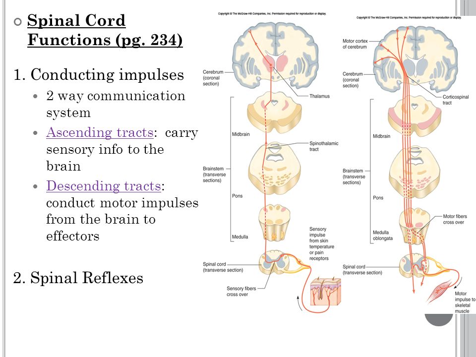 Spinal Cord Functions (pg. 234) 1.