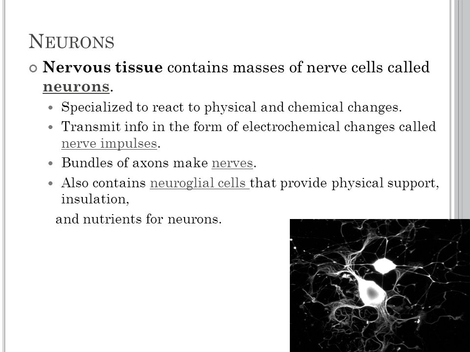 N EURONS Nervous tissue contains masses of nerve cells called neurons.