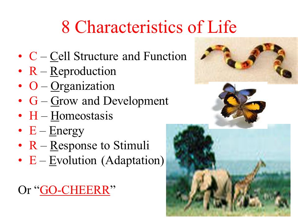 Sol Review What Do You Remember Biology The Study Of Life Ppt Download
