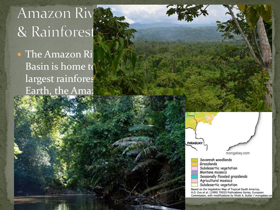 the amazon river basin is home to