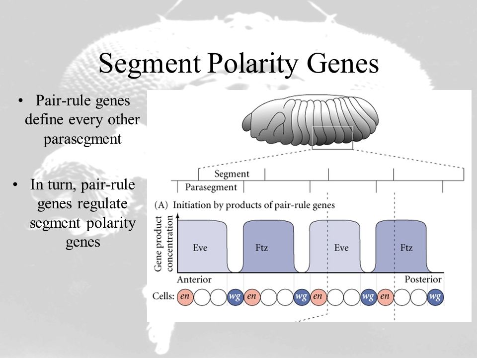 A Fly by Any Other Name …. Segmentation of Larvae. - ppt download